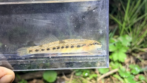 Ashy darter (Etheostoma cinereum) — Percidae — 3