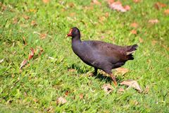 Gallinula tenebrosa