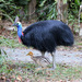 Southern Cassowary - Photo (c) gillbsydney, some rights reserved (CC BY-NC)