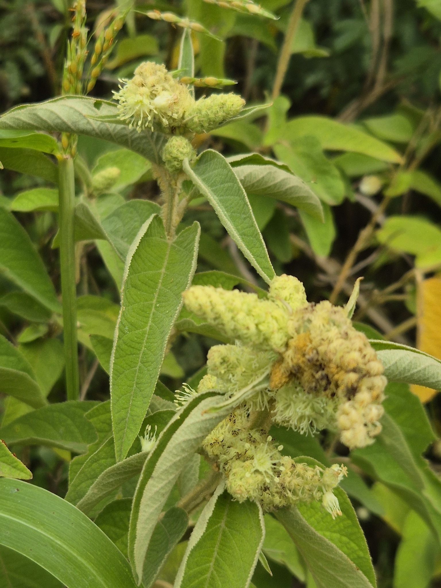 Croton triqueter