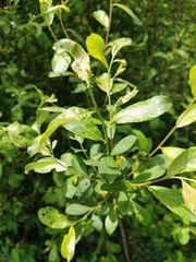 Salix atrocinerea, photograph João Lima, CC BY, iNaturalist via GBIF