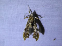 Rhectosemia