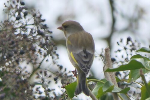 European Greenfinch, Groesbeek, Nederland, photo 7 of 10