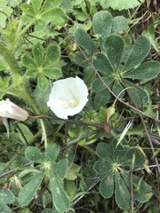 Calystegia subacaulis