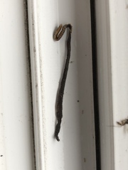 Lumbriculus variegatus