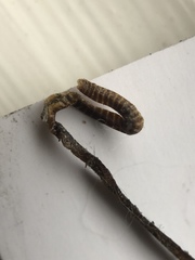 Lumbriculus variegatus
