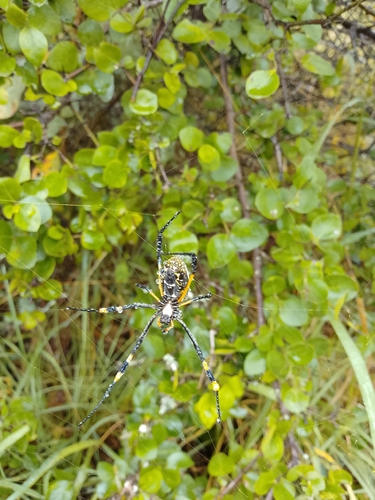 banded-legged golden orb-web spider