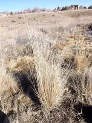 Thinopyrum elongatum