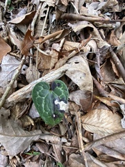 Hexastylis shuttleworthii