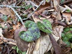 Hexastylis shuttleworthii