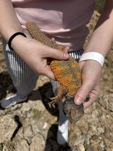 Moroccan Spiny-tailed Lizard