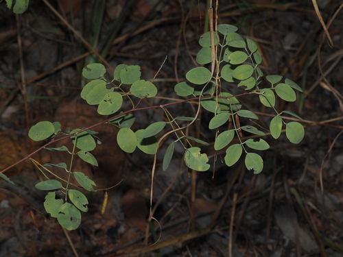Indigofera saxicola, 2026-04-16