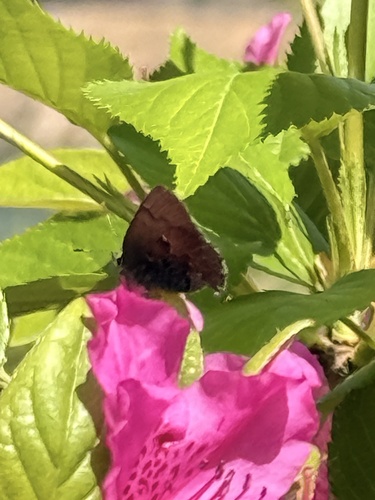 Tailless Hairstreak