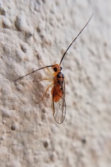 Amphipsocinae