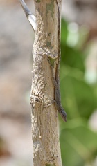 Anolis argenteolus