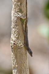 Anolis argenteolus