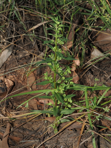 Bacopa floribunda observed 2026-04-16