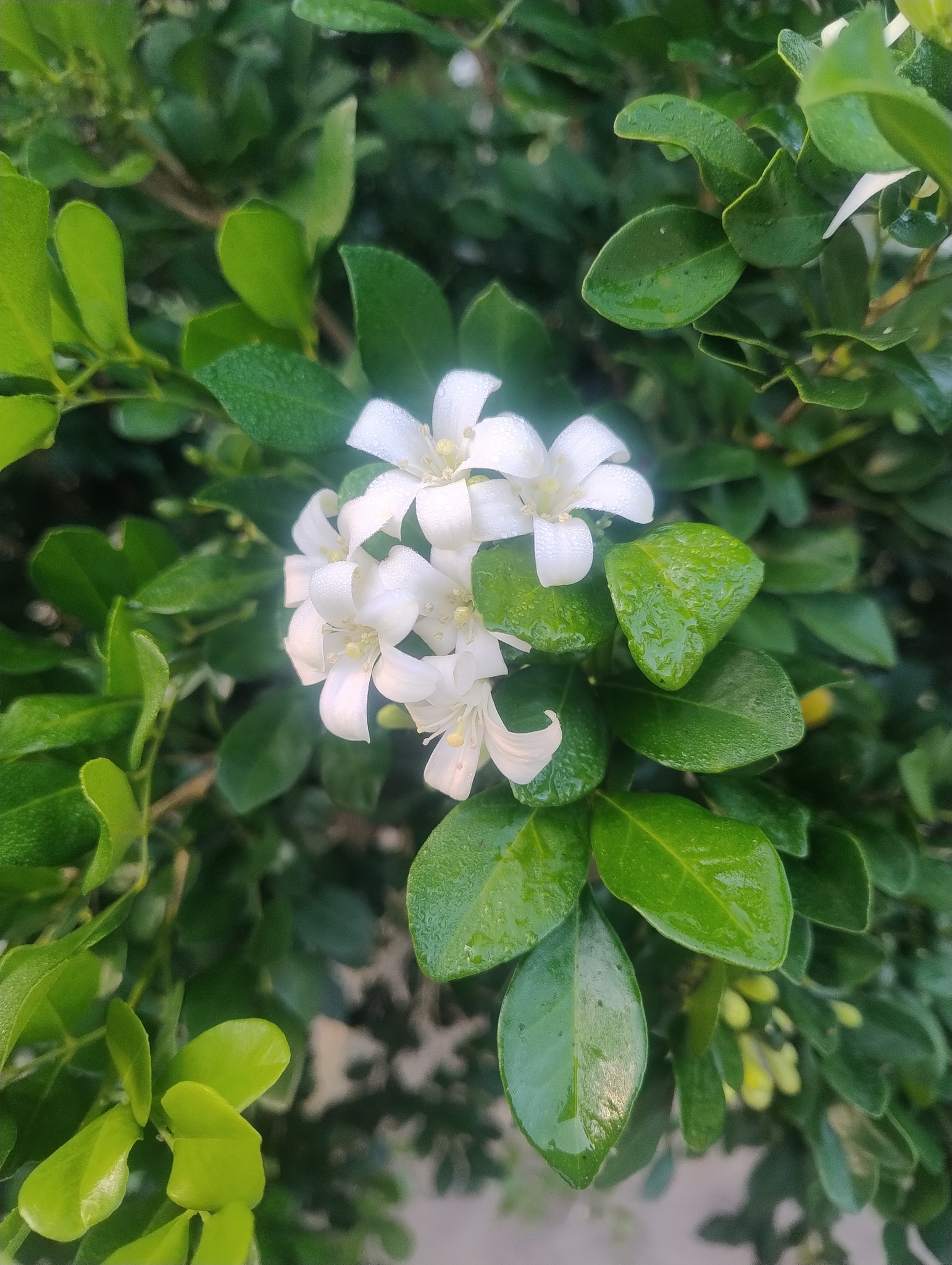 Murraya paniculata