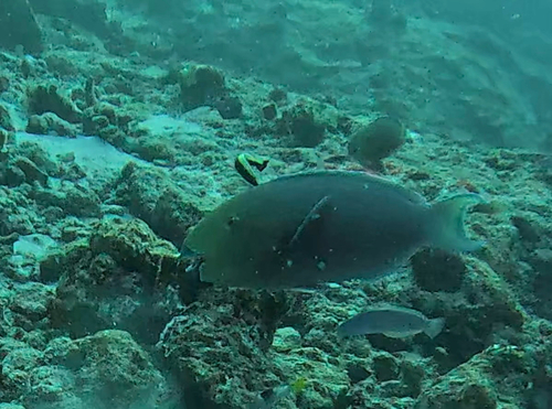 Chlorurus strongylocephalus