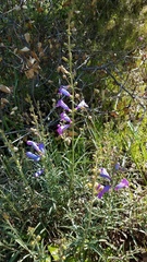 Penstemon heterophyllus purdyi