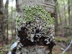 Menegazzia