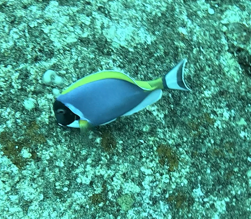Acanthurus leucosternon