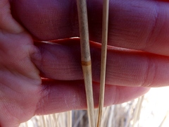 Thinopyrum elongatum