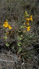 Erythranthe glaucescens