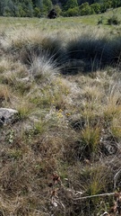 Erythranthe glaucescens