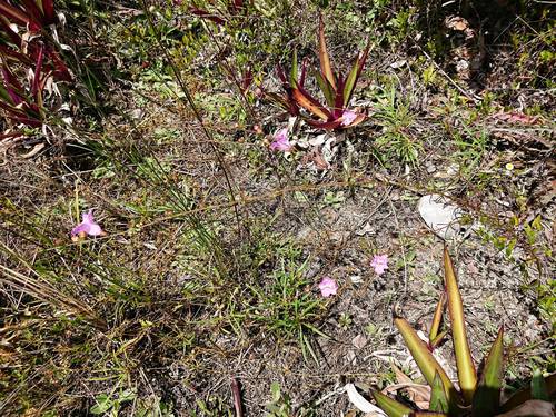 Coastal plain false foxglove (Agalinis harperi)