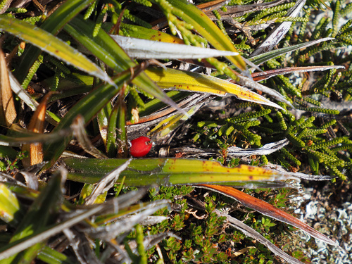 Astelia alpina, photograph 5