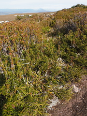 Astelia alpina, photograph author not stated, no rights reserved