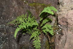 Cystopteris laurentiana image