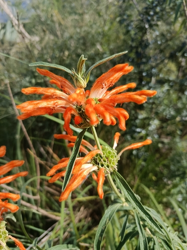Common Lionspaw