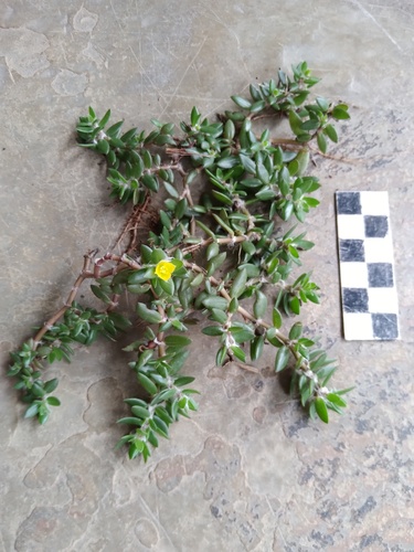 Portulaca quadrifida