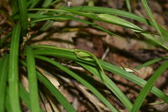 Carex backii