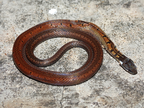 Sibynophis melanocephalus observed 2026-04-19