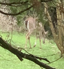 Odocoileus virginianus