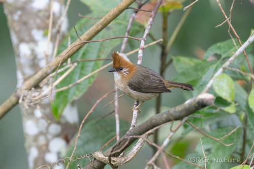 White-naped Yuhina (Yuhina bakeri)