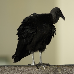 Coragyps atratus