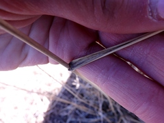 Thinopyrum elongatum