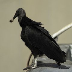 Coragyps atratus