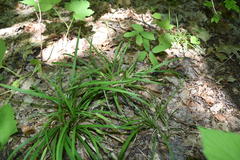 Carex backii