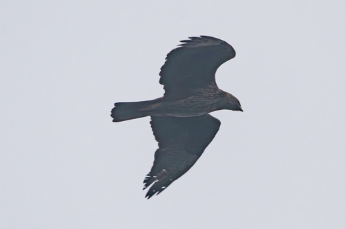 Aigle de Bonelli