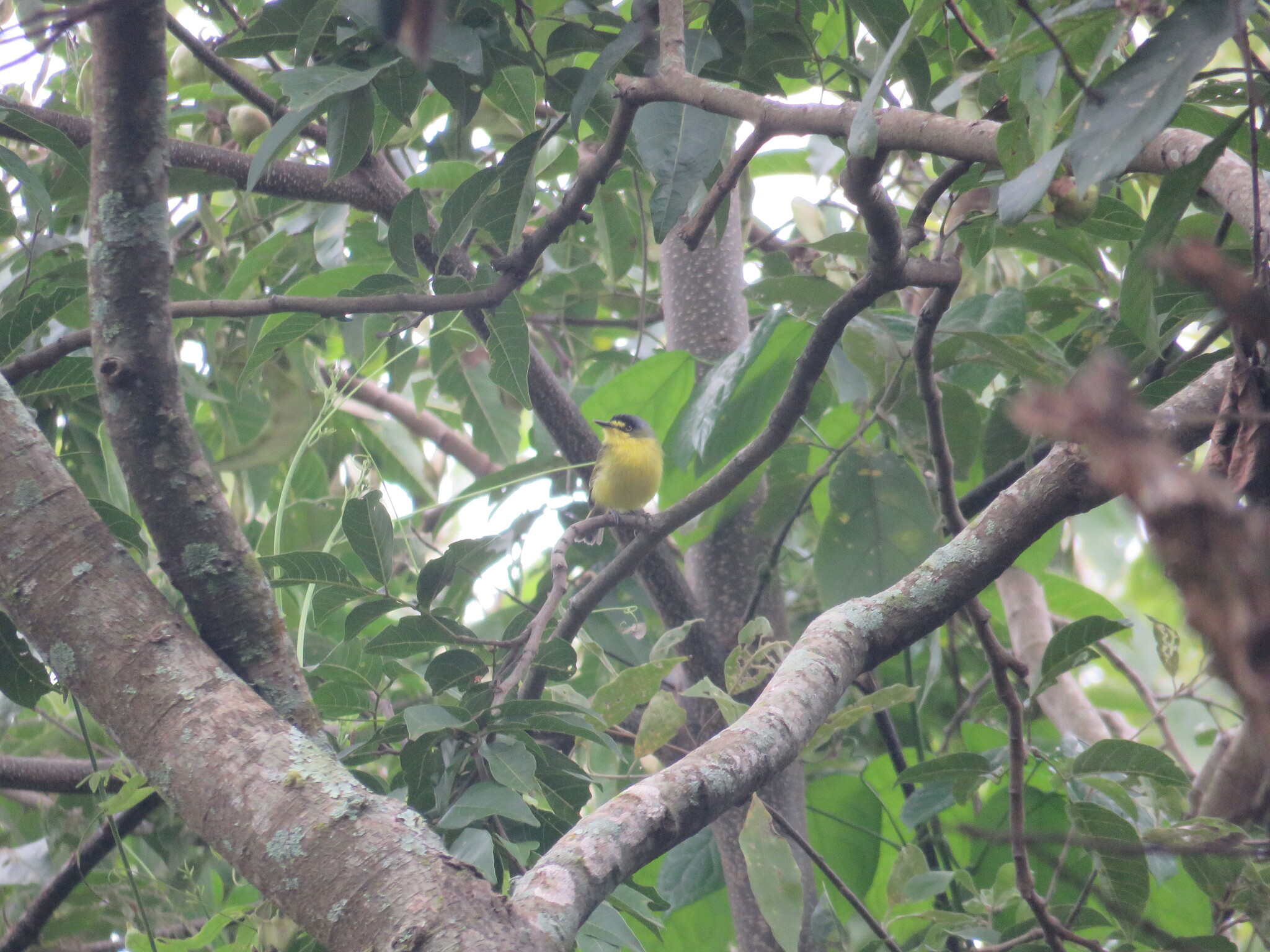 Yellow-lored Tody-Flycatcher (Todirostrum poliocephalum), photo 5
