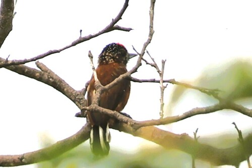 Spotted Piculet (Picumnus pygmaeus)