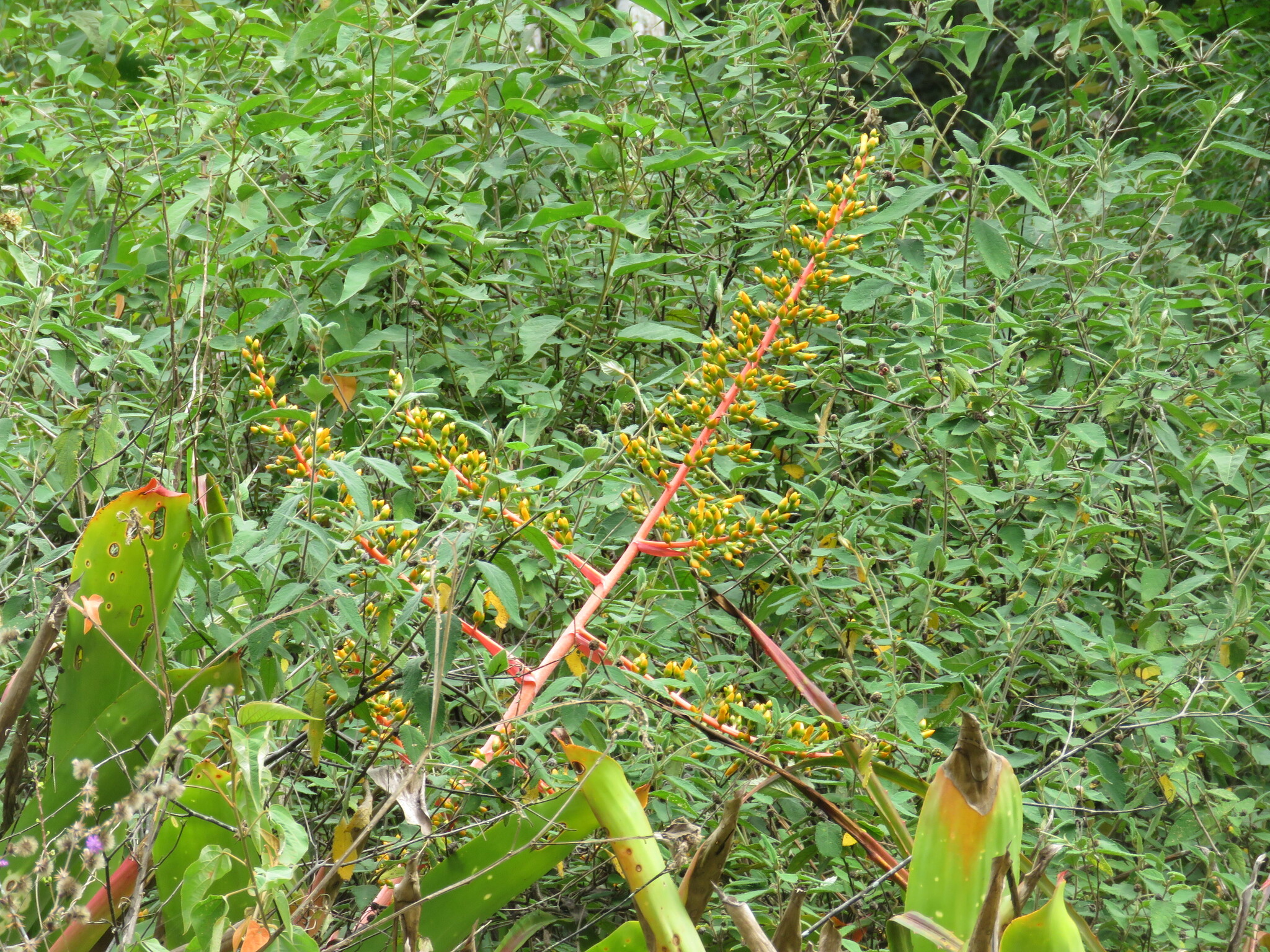 Aechmea ramosa