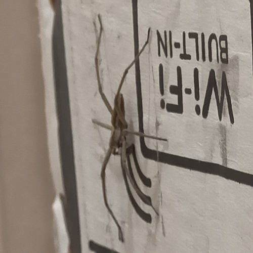 European Nursery Web spider