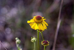 Helenium brevifolium