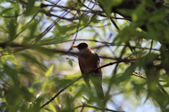 Turdus migratorius